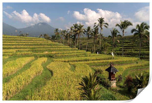 Rice field Bali Print by peter schickert