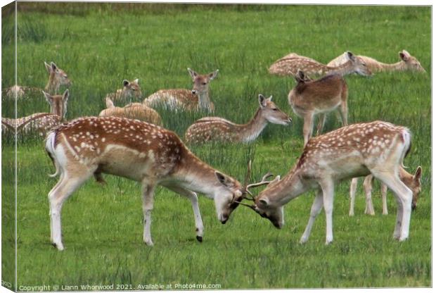 A herd of fallow deer  Canvas Print by Liann Whorwood