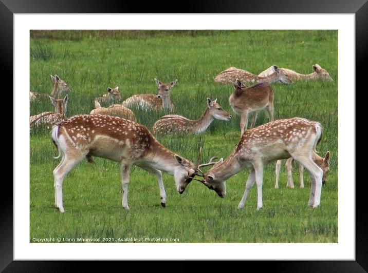 A herd of fallow deer  Framed Mounted Print by Liann Whorwood