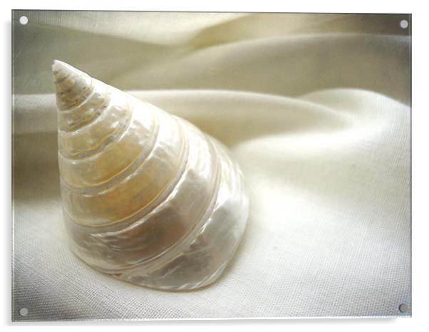 seashell study Acrylic by Heather Newton