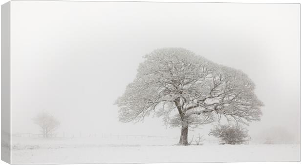 Oak Tree In The Snow Canvas Print by Phil Durkin DPAGB BPE4