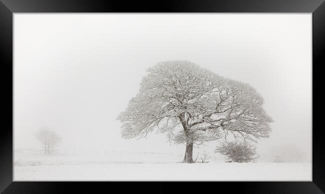 Oak Tree In The Snow Framed Print by Phil Durkin DPAGB BPE4