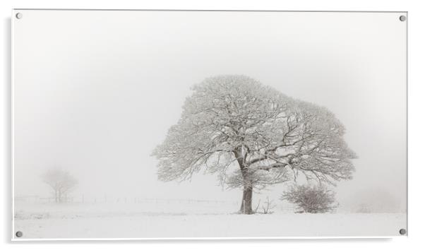 Oak Tree In The Snow Acrylic by Phil Durkin DPAGB BPE4