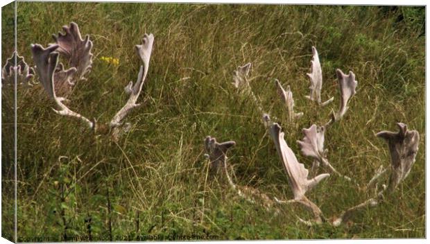 Stag deer lying in the grass  Canvas Print by Liann Whorwood