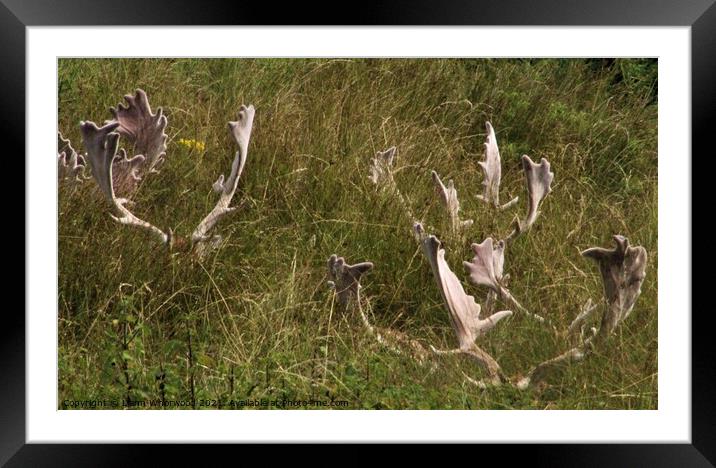 Stag deer lying in the grass  Framed Mounted Print by Liann Whorwood
