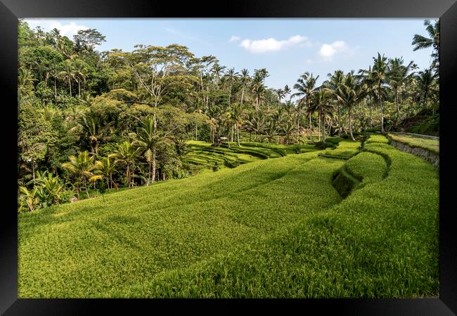 Bali Rice Terraces, Indonesia Framed Print by peter schickert