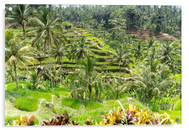 Rice Terraces near Ubud, Bali, Indonesia Acrylic by peter schickert