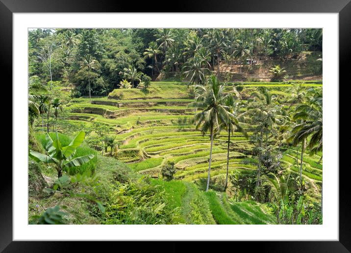 Bali Rice Terraces, Indonesia Framed Mounted Print by peter schickert