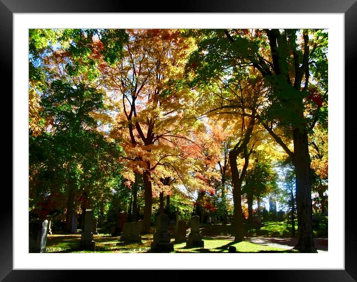 Fall in Beechwood Cemetery Framed Mounted Print by Stephanie Moore