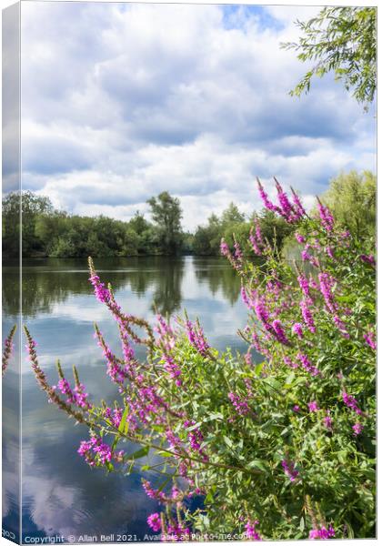 Purple Loosestrife by Lake Canvas Print by Allan Bell