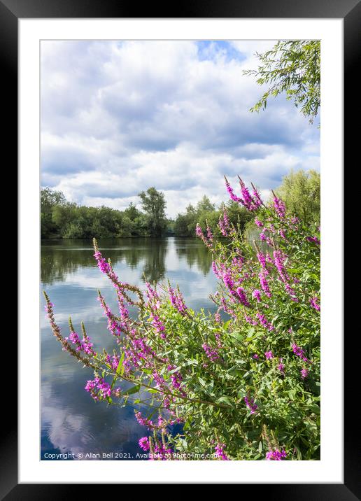 Purple Loosestrife by Lake Framed Mounted Print by Allan Bell