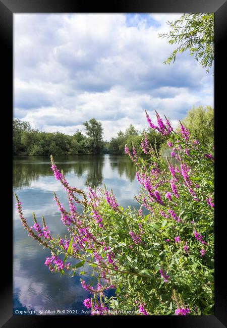 Purple Loosestrife by Lake Framed Print by Allan Bell
