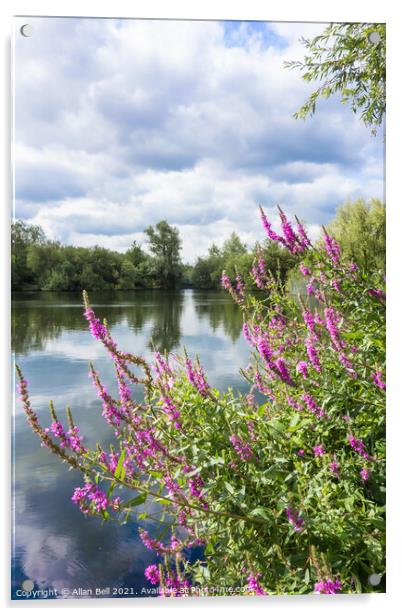 Purple Loosestrife by Lake Acrylic by Allan Bell