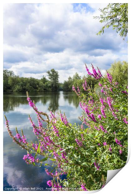 Purple Loosestrife by Lake Print by Allan Bell