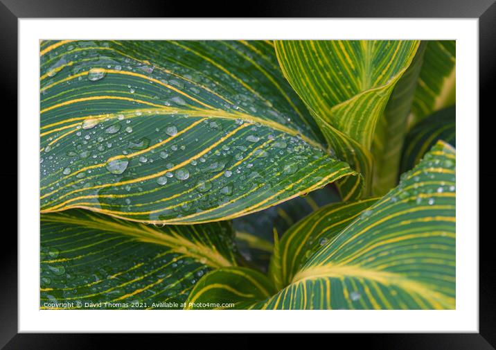 A Symphony of Rain and Leaves Framed Mounted Print by David Thomas