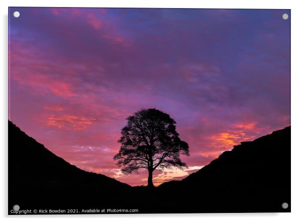 Majestic Sunrise at Sycamore Gap Acrylic by Rick Bowden