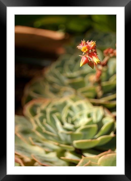 Succulent and Flower, Majorelle Gardens Framed Mounted Print by Serena Bowles