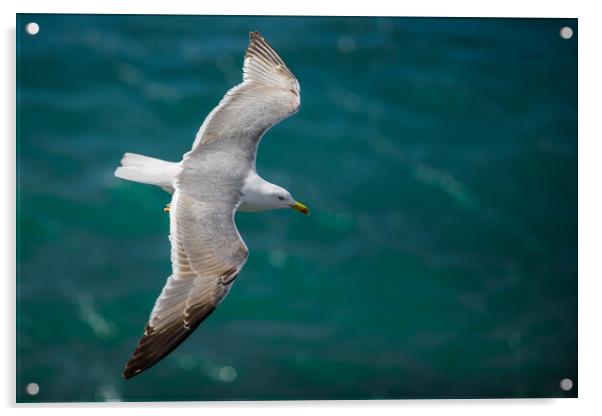 Gull flying over the water (Larus ridibundus). Acrylic by Andrea Obzerova