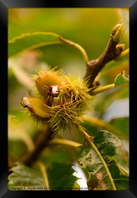 Conker Close Up Framed Print by Reidy's Photos