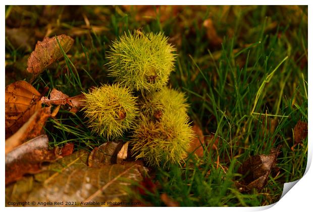 Sweet Chestnut Conker Pile Print by Reidy's Photos