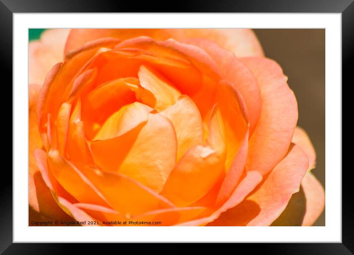 Orange Rose Framed Mounted Print by Reidy's Photos
