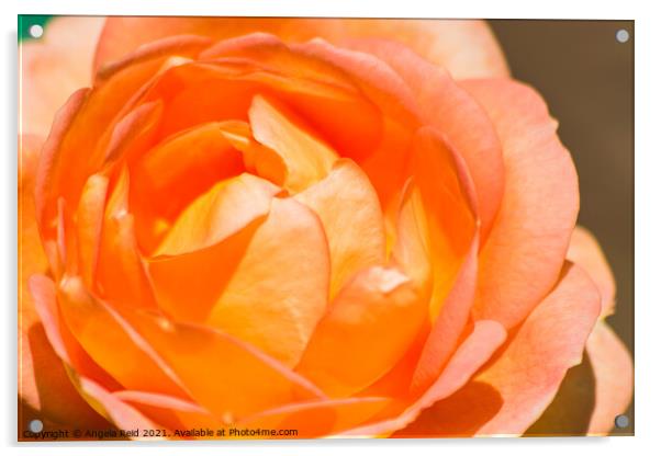 Orange Rose Acrylic by Reidy's Photos