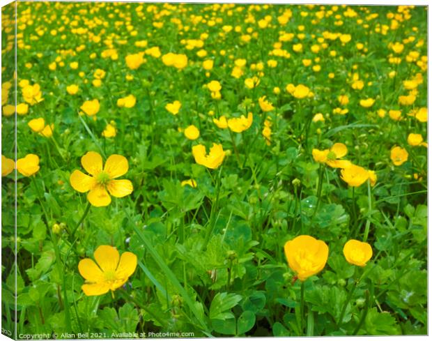 Creeping Buttercup Field Canvas Print by Allan Bell