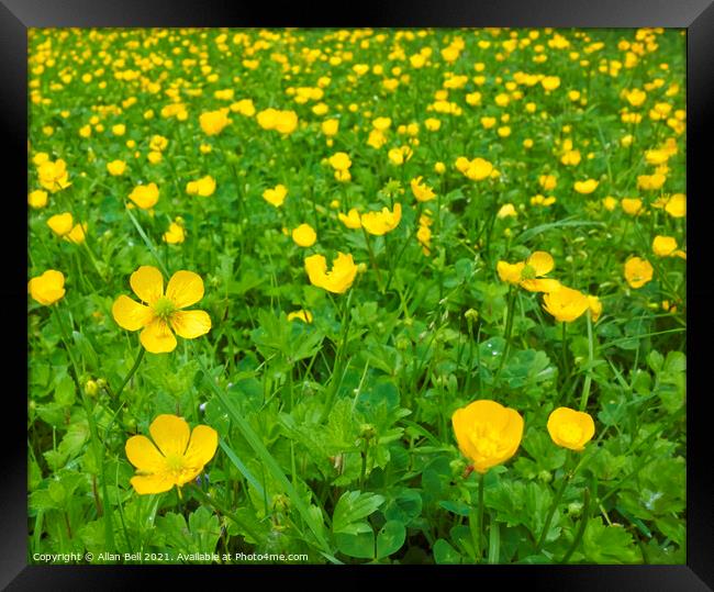 Creeping Buttercup Field Framed Print by Allan Bell