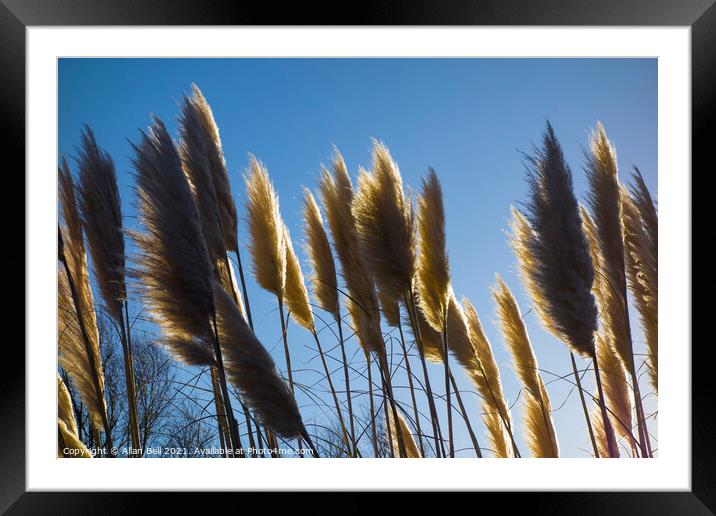 Pampas Grass in Side Lighting Framed Mounted Print by Allan Bell