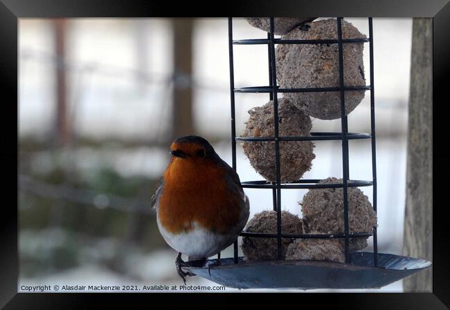 Robin on feeder Framed Print by Alasdair Mackenzie