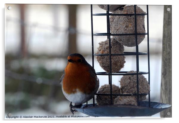 Robin on feeder Acrylic by Alasdair Mackenzie