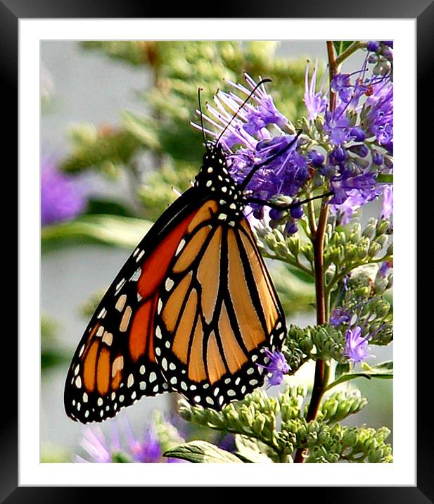 Monarch in Early Morning Framed Mounted Print by Kathleen Stephens
