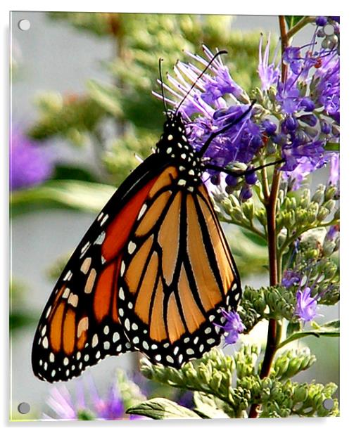 Monarch in Early Morning Acrylic by Kathleen Stephens