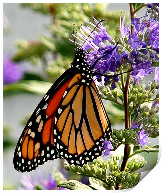 Monarch in Early Morning Print by Kathleen Stephens