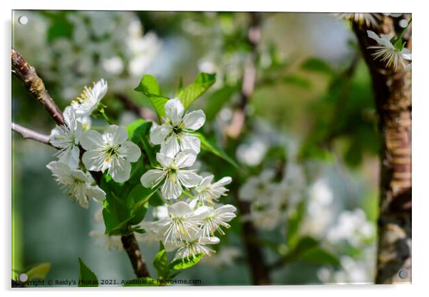 Apple Blossom Tree Acrylic by Reidy's Photos