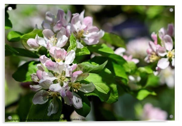 Apple Blossom Acrylic by Reidy's Photos