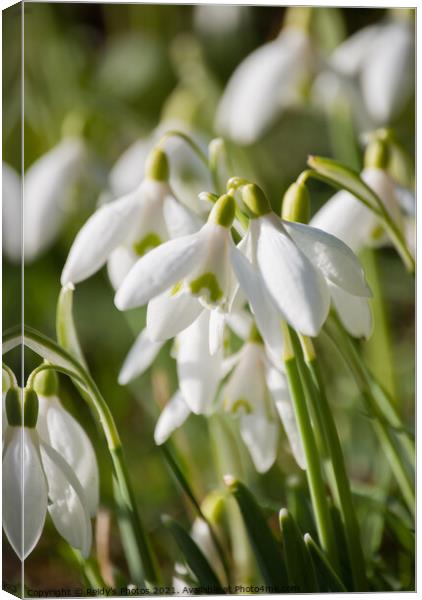 1st Snowdrops Canvas Print by Reidy's Photos