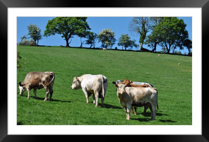 Carmarthenshire cattle Framed Mounted Print by Helen Davies