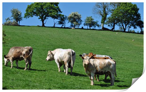 Carmarthenshire cattle Print by Helen Davies