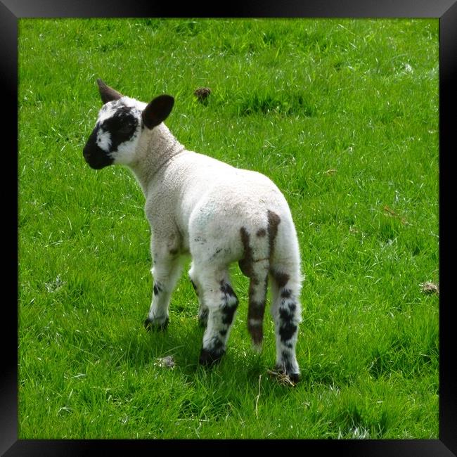 A lamb standing on top of a grass covered field Framed Print by Helen Davies