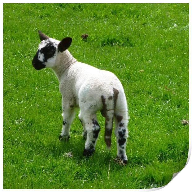 A lamb standing on top of a grass covered field Print by Helen Davies