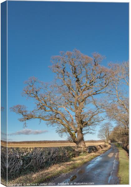 Winter Oak at Thorpe, Teesdale Canvas Print by Richard Laidler
