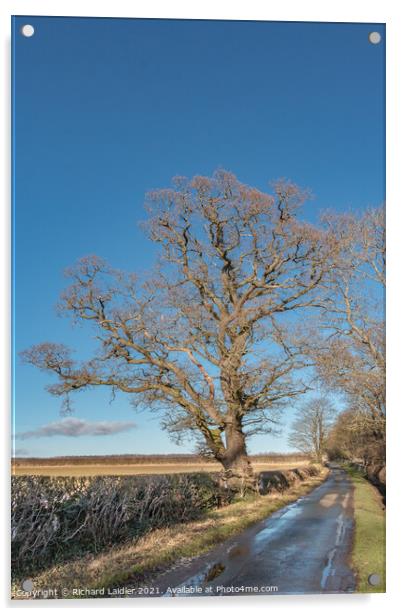 Winter Oak at Thorpe, Teesdale Acrylic by Richard Laidler