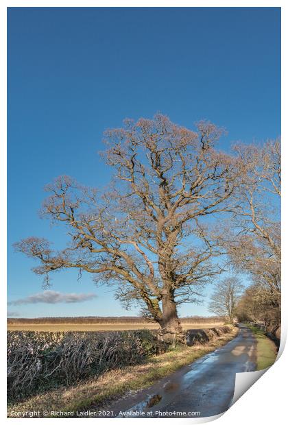 Winter Oak at Thorpe, Teesdale Print by Richard Laidler