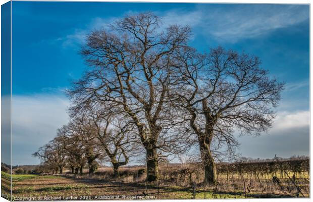 Winter Oaks at Thorpe, Teesdale Canvas Print by Richard Laidler