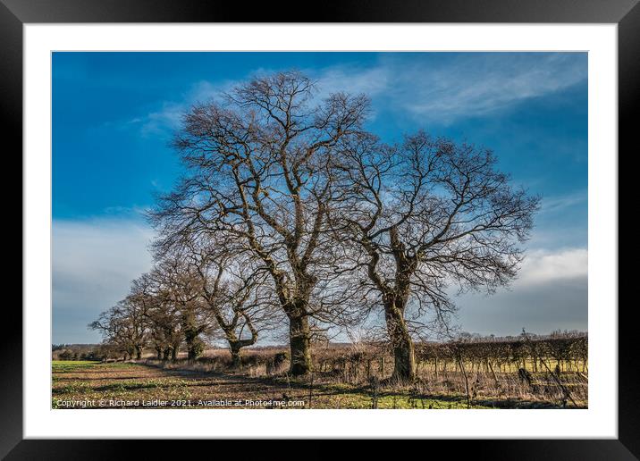 Winter Oaks at Thorpe, Teesdale Framed Mounted Print by Richard Laidler