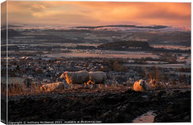 Sunrise over Stirling  Canvas Print by Anthony McGeever