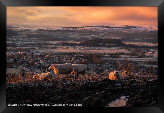 Sunrise over Stirling  Framed Print by Anthony McGeever