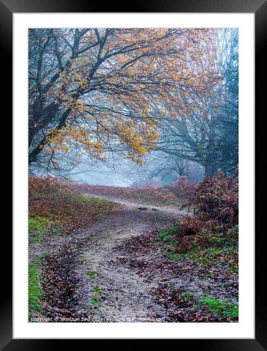 Path through Late Autumn Forest Framed Mounted Print by Jonathan Bird