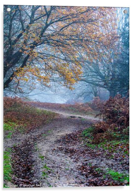 Path through Late Autumn Forest Acrylic by Jonathan Bird